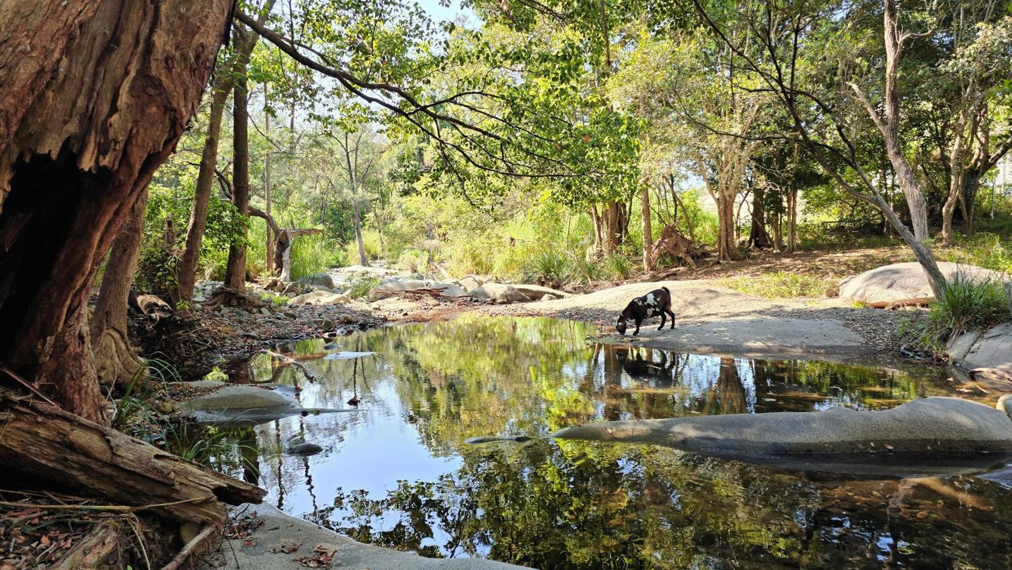 Fig Tree Farm B&B Highvale-Farmstay Near Brisbane! Eksteriør bilde